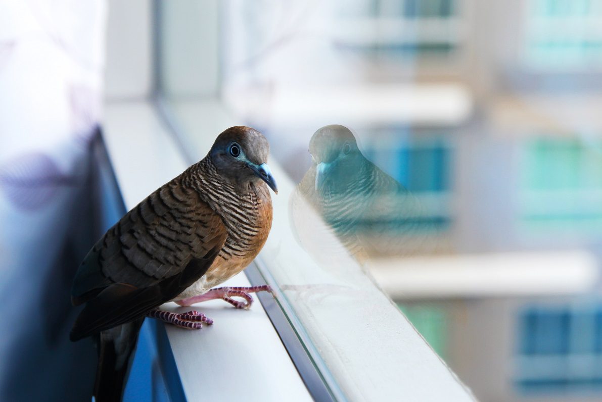 indianapolis window film bird strike protection